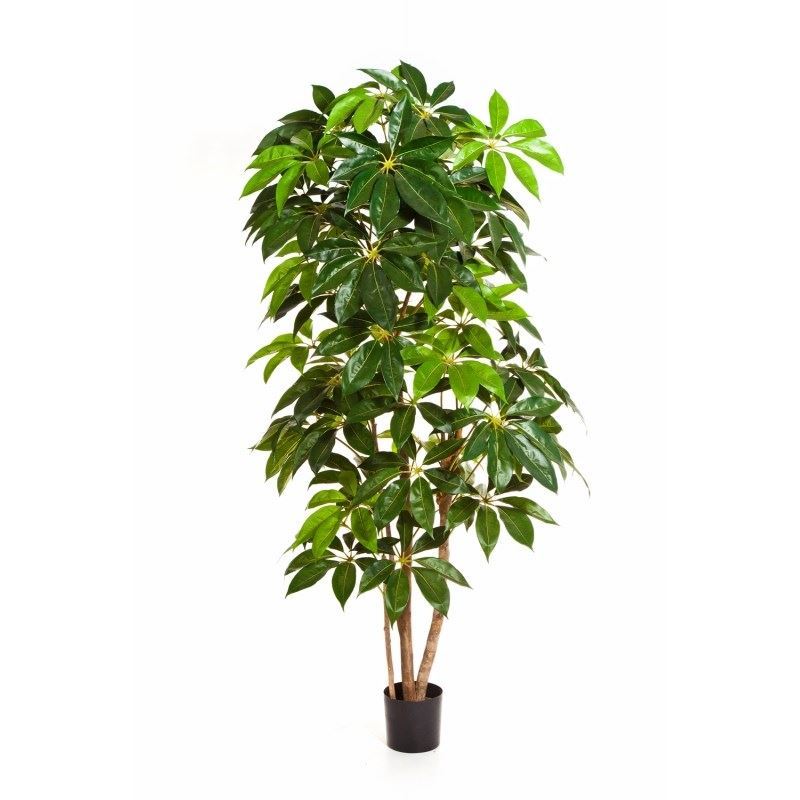 Schefflera Boom H: 220 cm