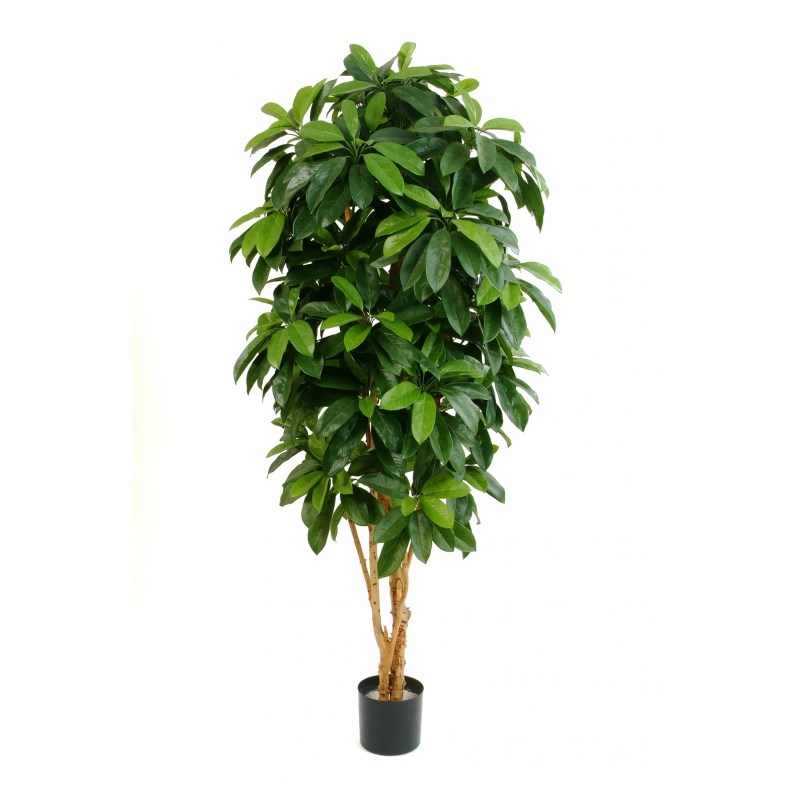 Schefflera Lady H: 142 cm