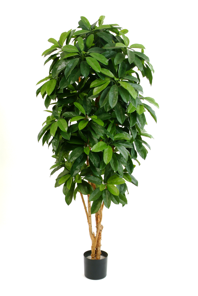 Schefflera Lady  H: 172 cm