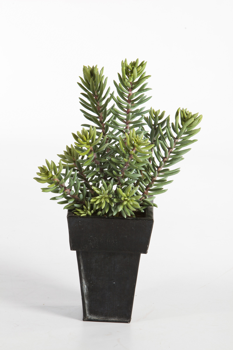 Sedum Cluster Plant H: 40 cm