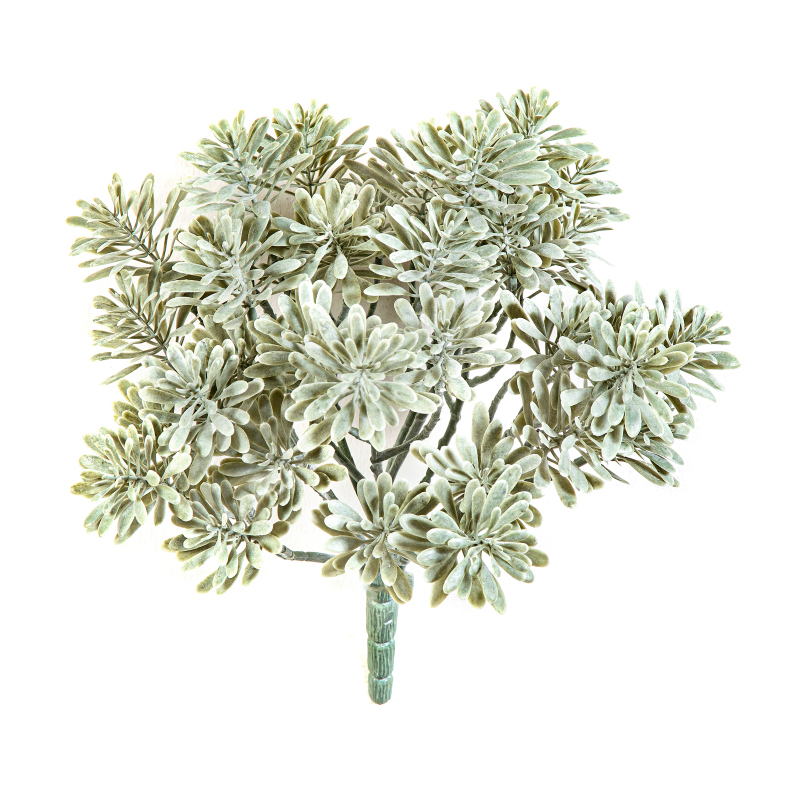 Silver Dusty Miller - Uv Bestendig H: 22 cm