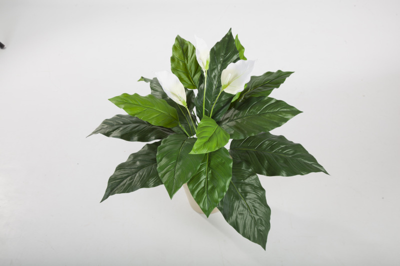 Spathiphyllum H: 71 cm