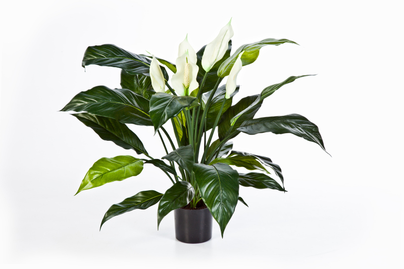 Spathiphyllum H: 73 cm