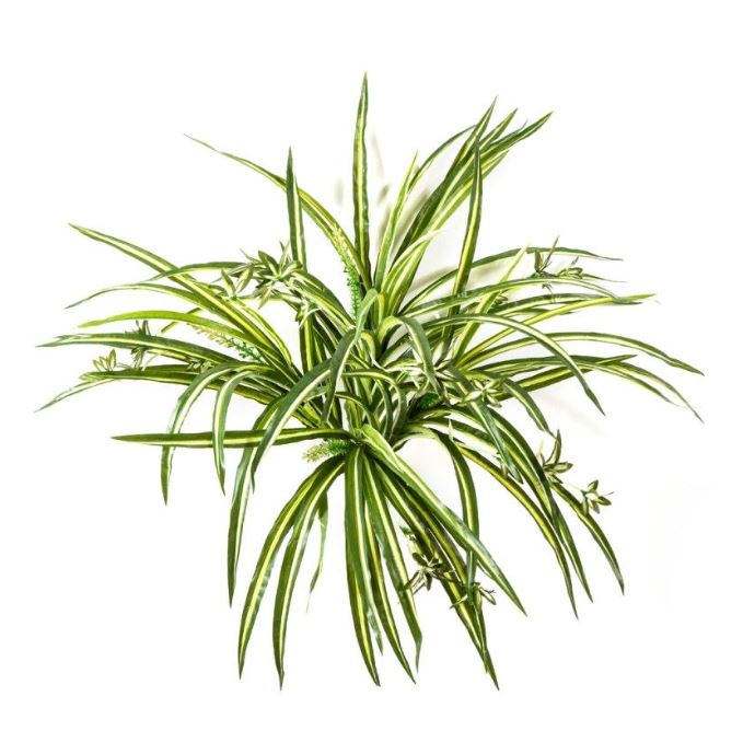 Spider Plant Bush H: 55 cm