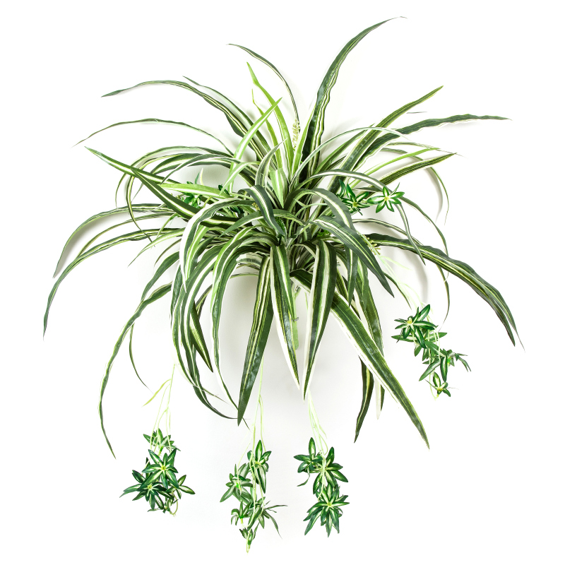 Spider Plant H: 60 cm