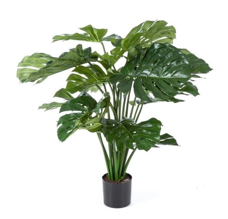 Split Philo Bush   H: 80 cm