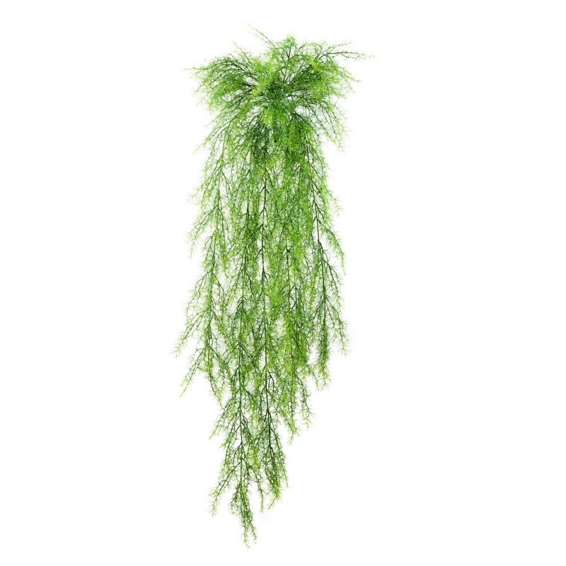 Springeri Hang Bush H: 105 cm