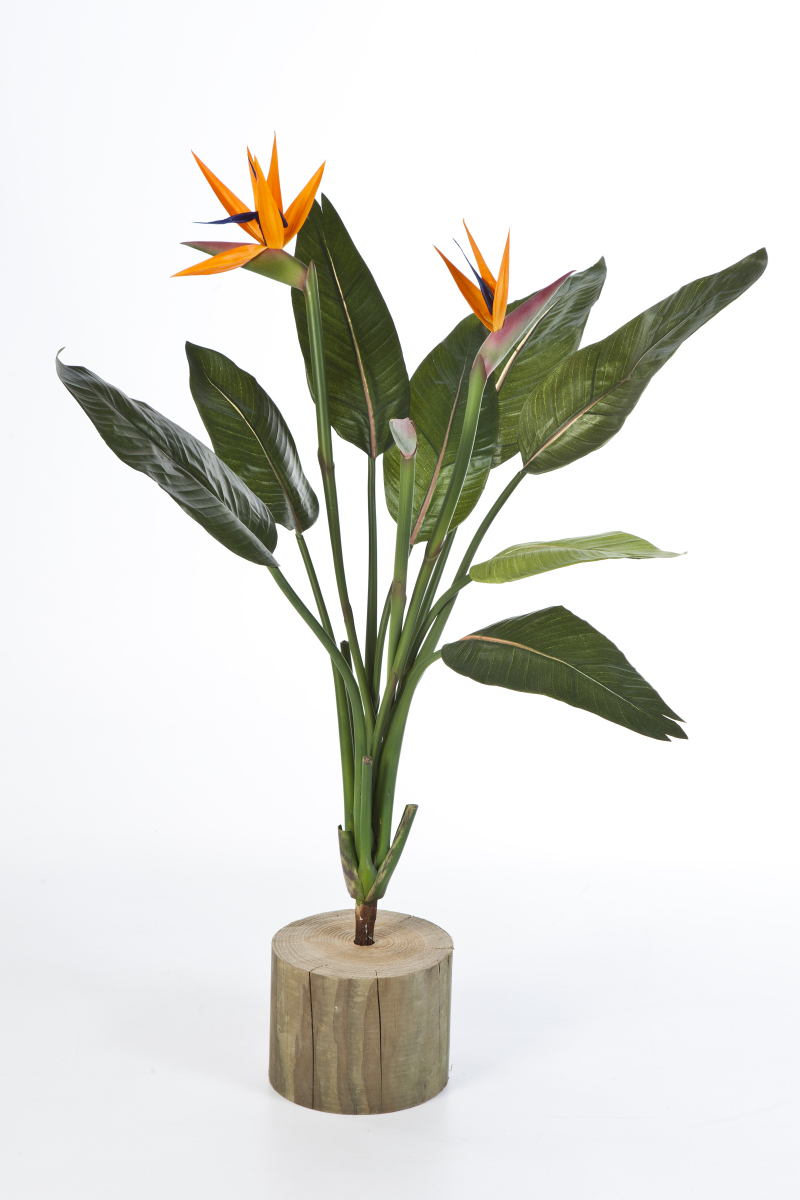 Strelitzia Bush H: 100 cm