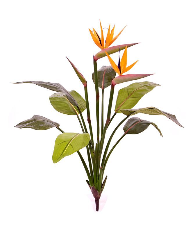 Strelitzia Bush Steker, 75 cm