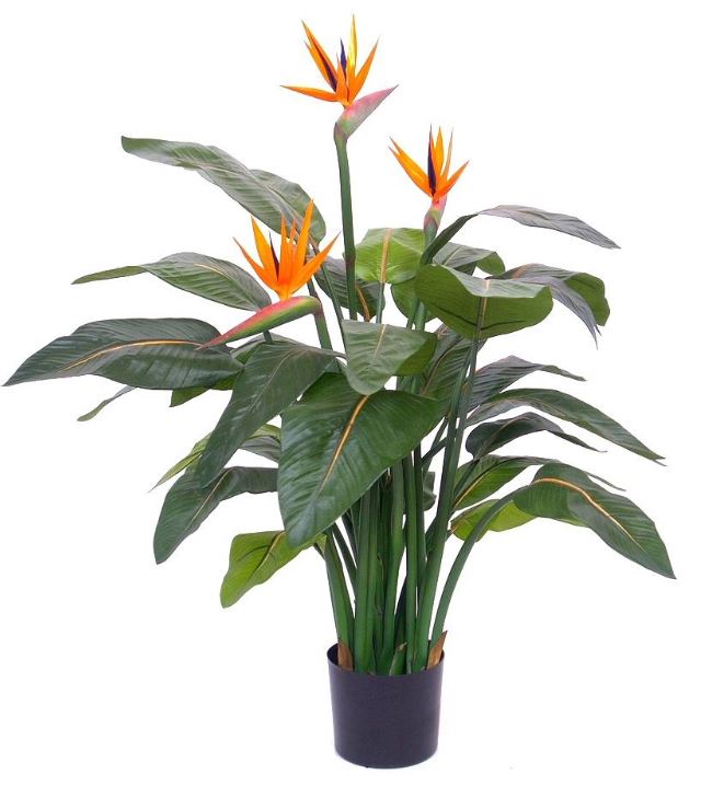 Strelitzia de Luxe, H: 115cm