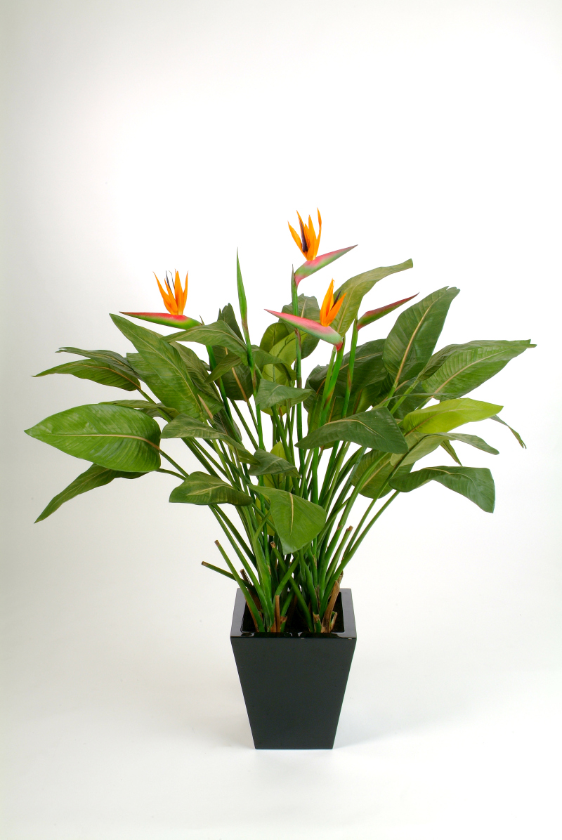 Strelitzia   H: 130 cm