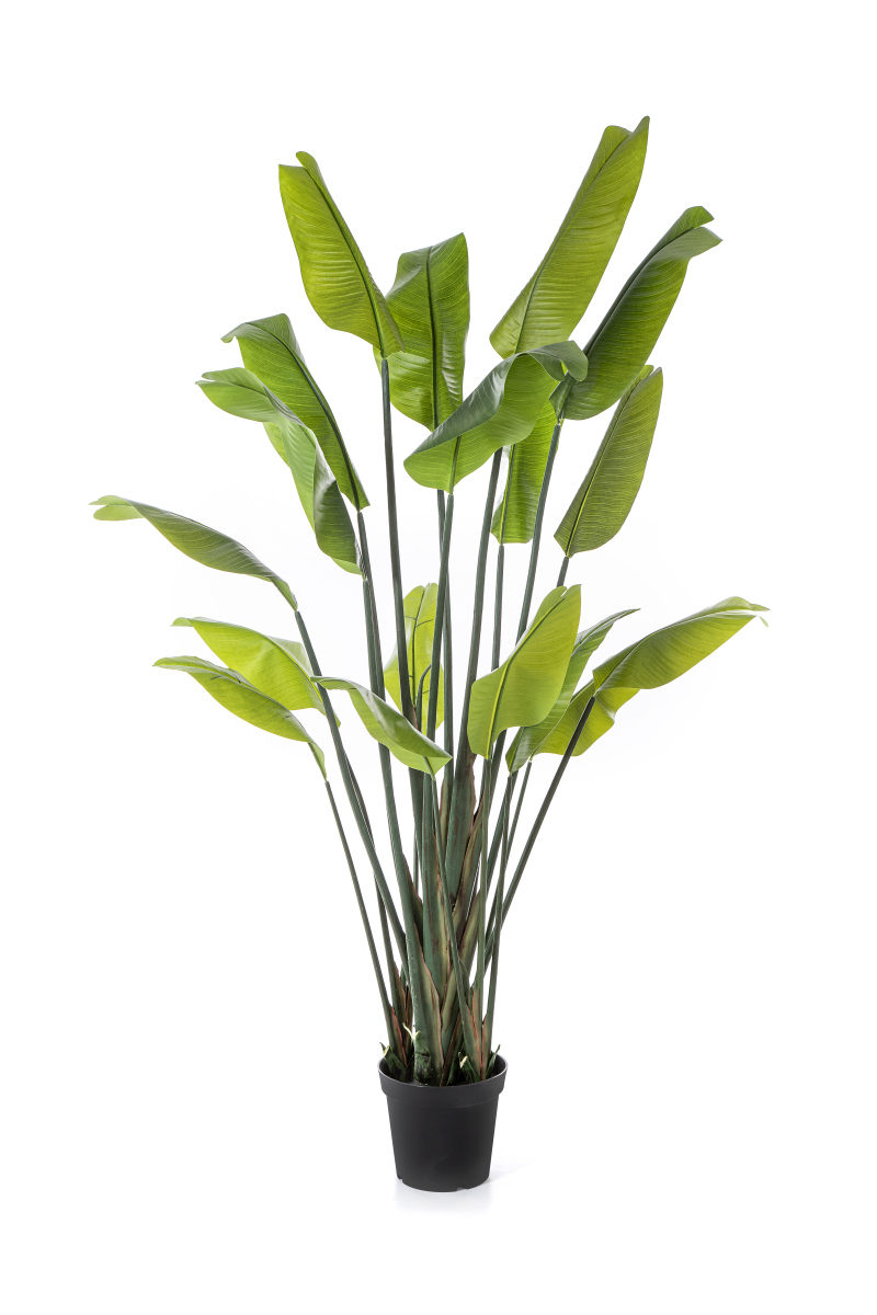 Strelitzia Traveller Palm H: 200 cm