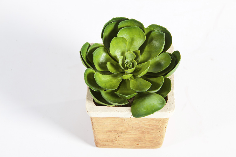 Succulent Groen H: 14 cm