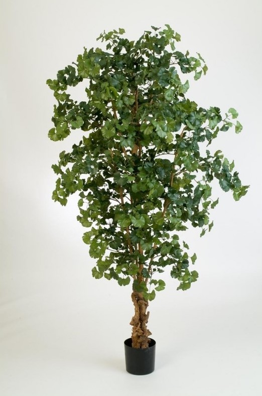 Sweet Gingko Forest Boom H: 210 cm