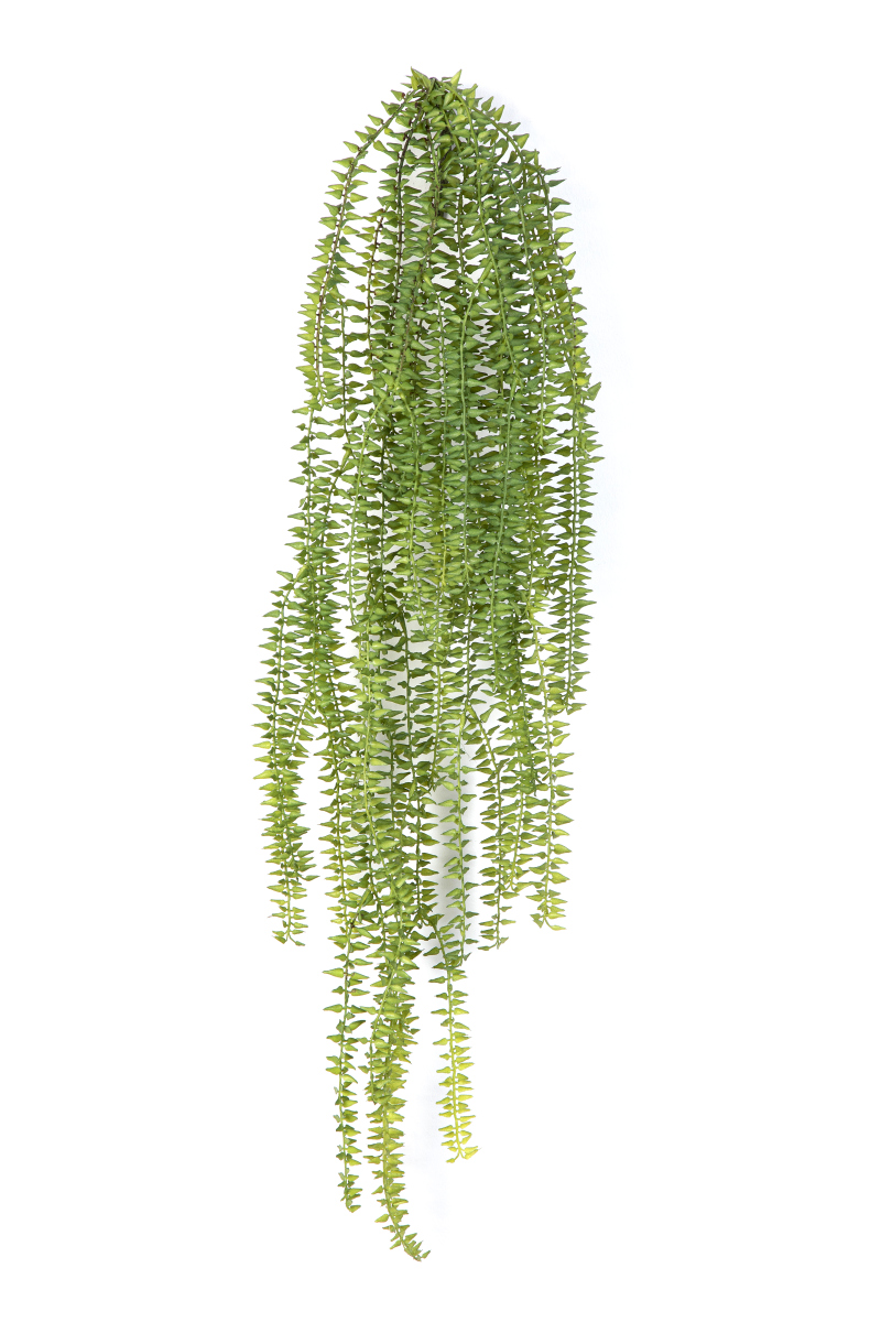 Tasselvariagated Hang Bush H: 70 cm