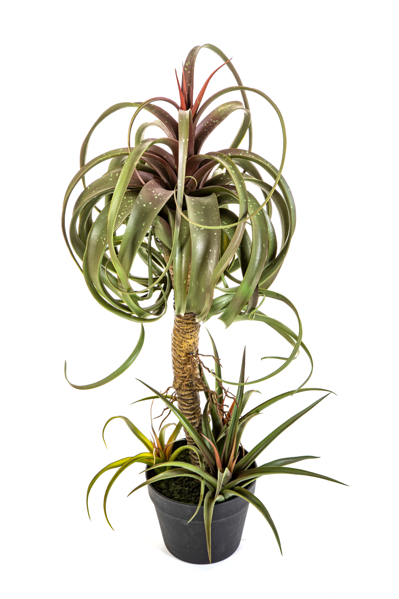 Tillandsia Streptophylla   H: 78 cm