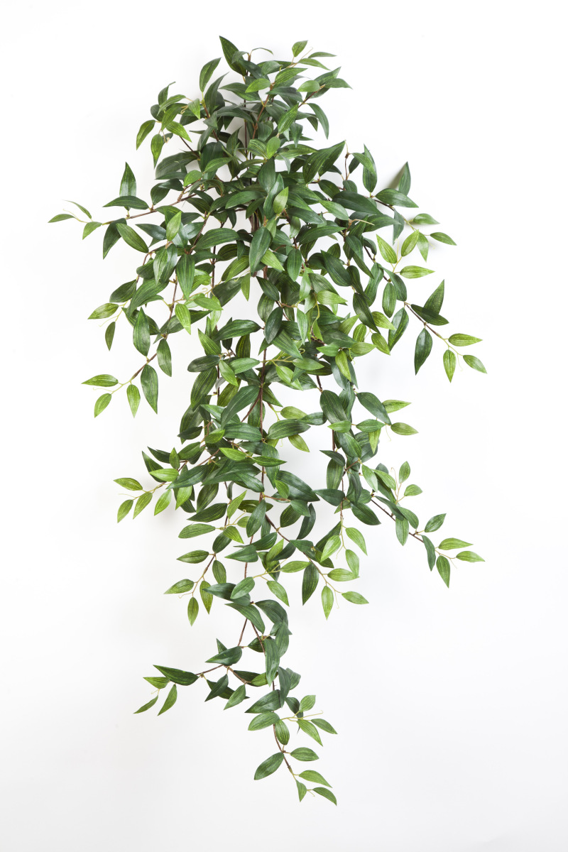 Tradescantia Hang Bush H: 105 cm