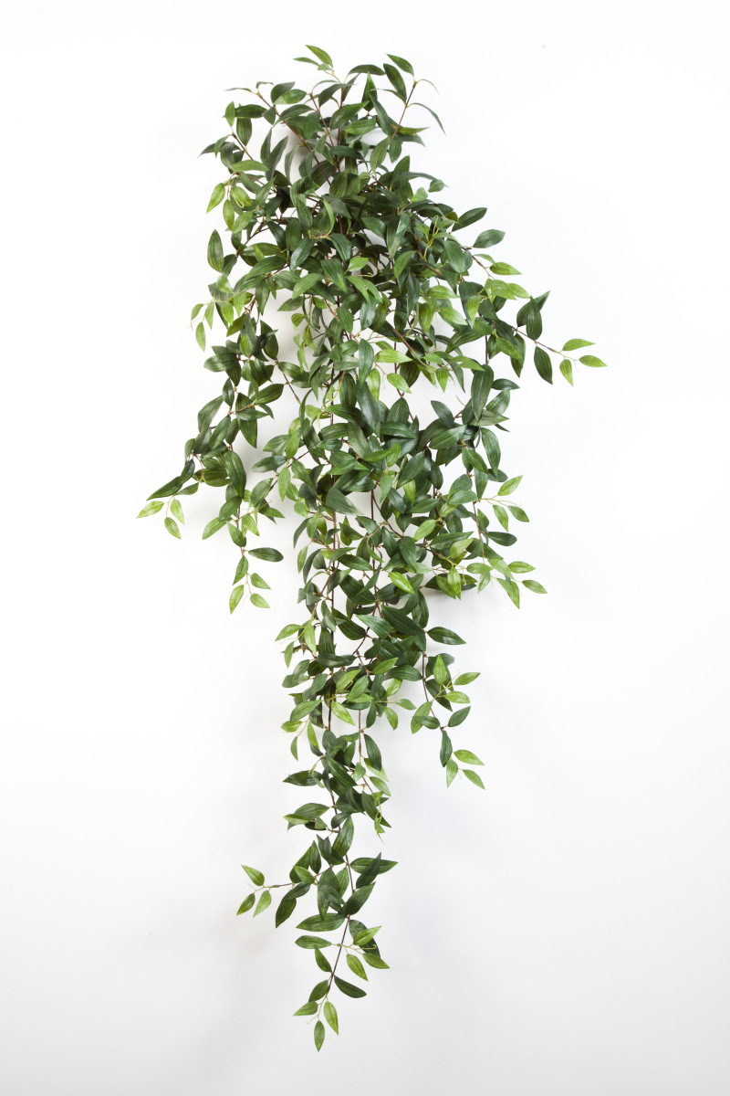 Tradescantia Hang Bush H: 125 cm