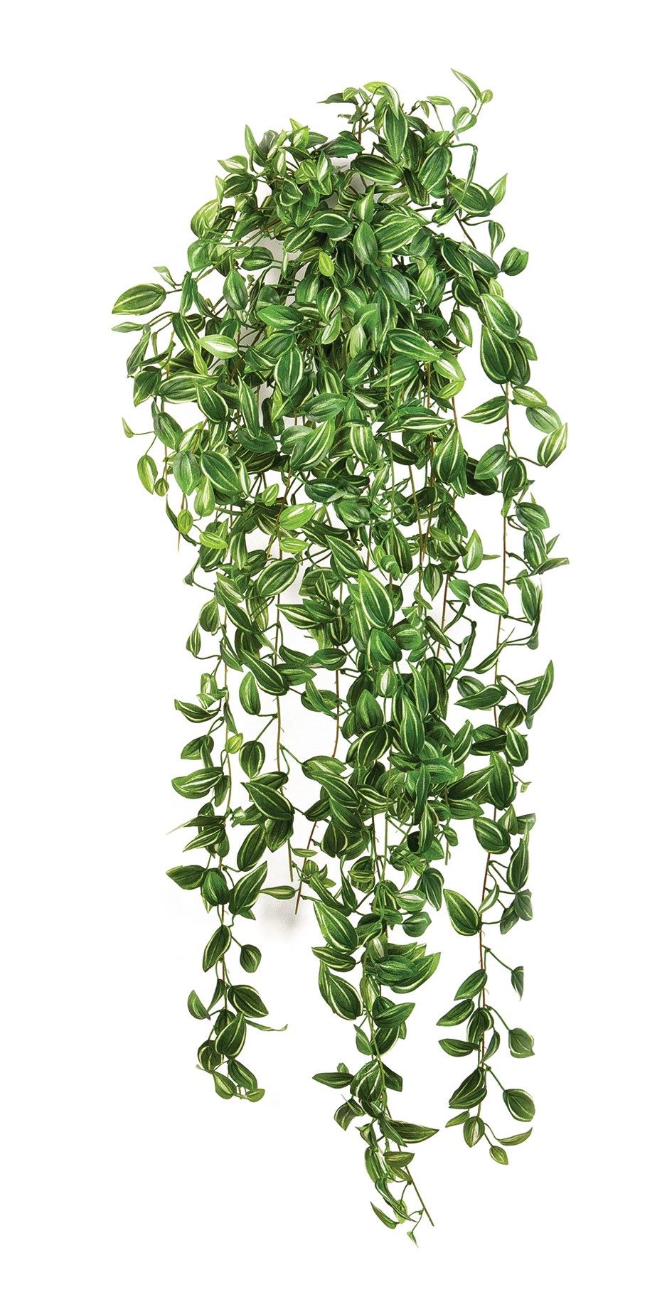 Tradescantia Hang Bush H: 85 cm