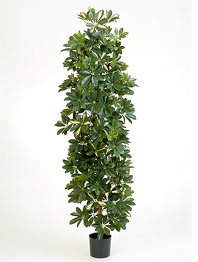 Variagated Column Schefflera H: 180 cm