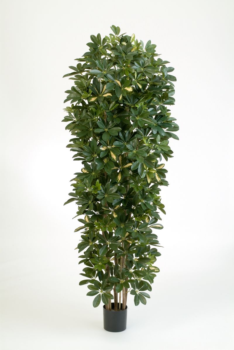 Variagated Column Schefflera H: 195 cm