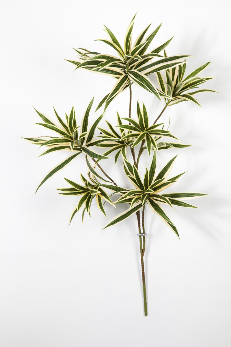 Variagated Dracaena Reflexa Bladtak H:  cm