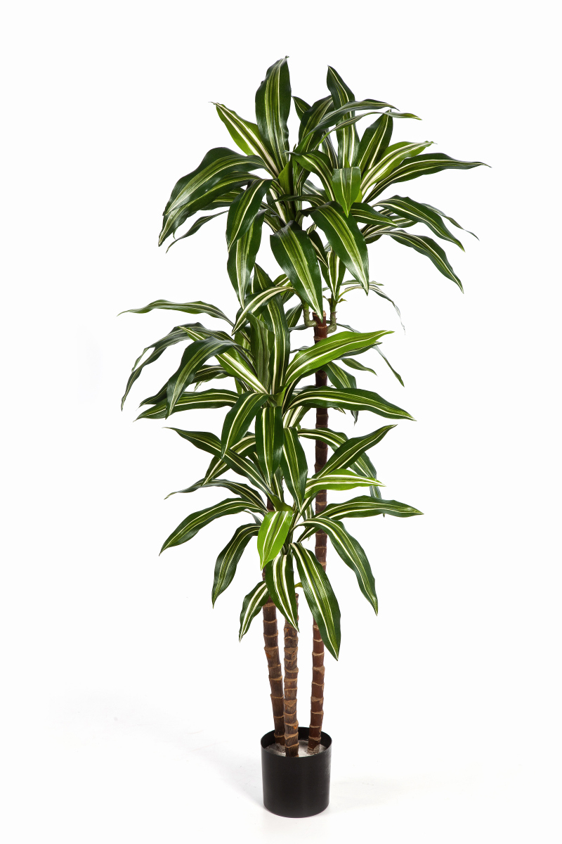 Variagated Dracaena  - Vlamvertragend H: 120 cm