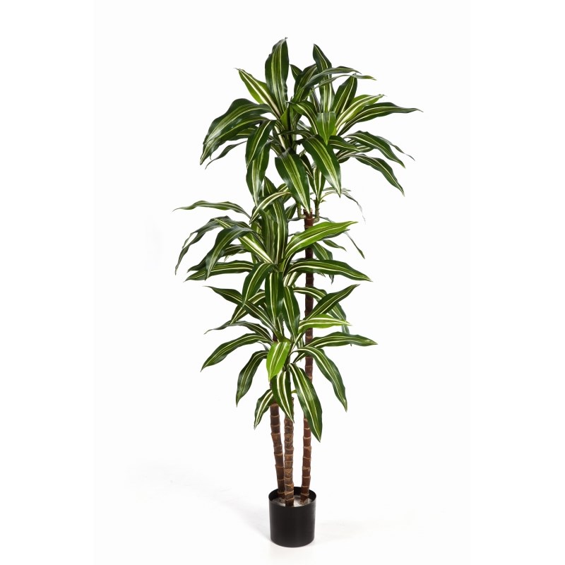 Variagated Dracaena - Vlamvertragend H: 150 cm