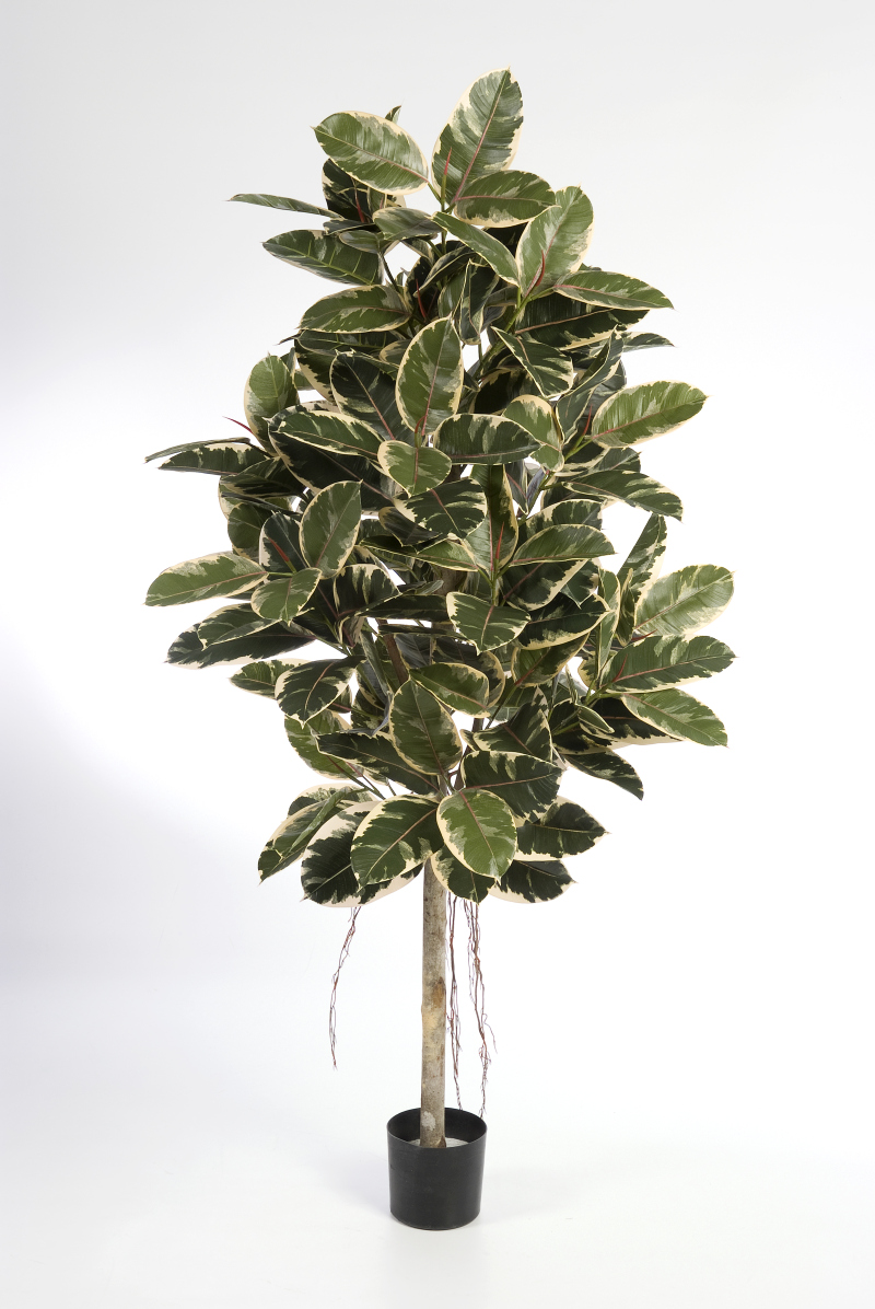 Variagated Ficus Elastica H: 210 cm