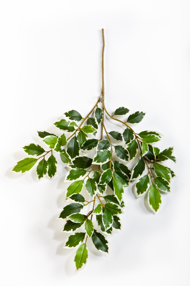 Variagated Ficus Folia Spra H: 48 cm