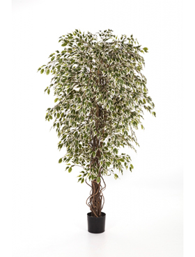 Variagated Ficus Liaan H: 120 cm