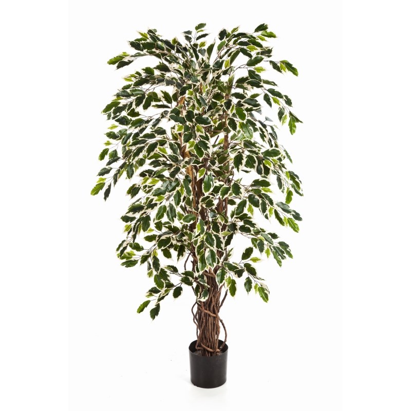 Variagated Ficus Liaan H: 120 cm