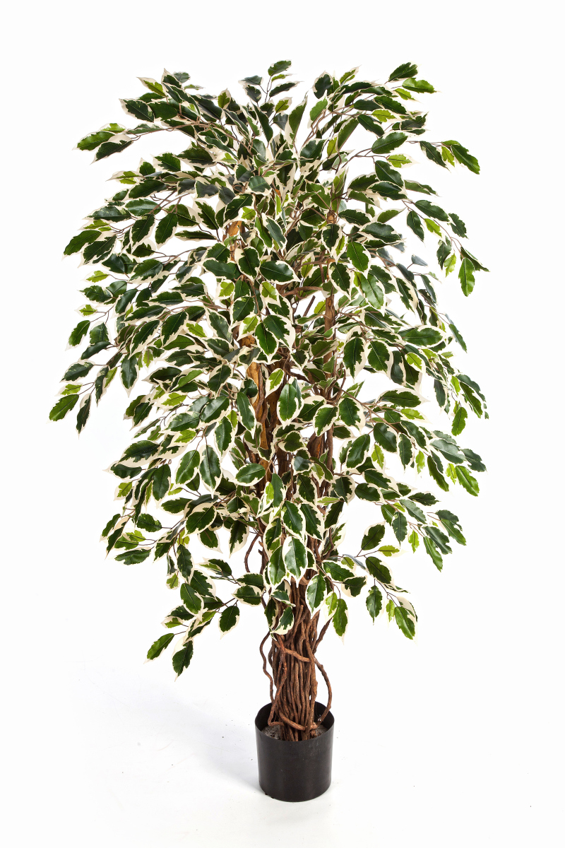 Variagated Ficus Liaan H: 150 cm