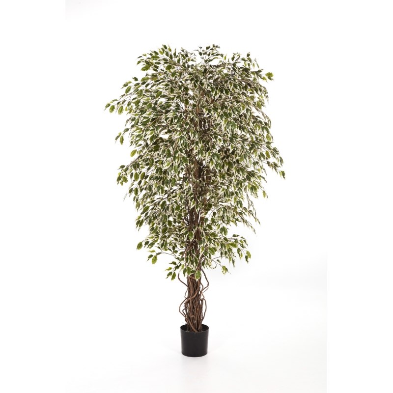 Variagated Ficus Liaan H: 90 cm