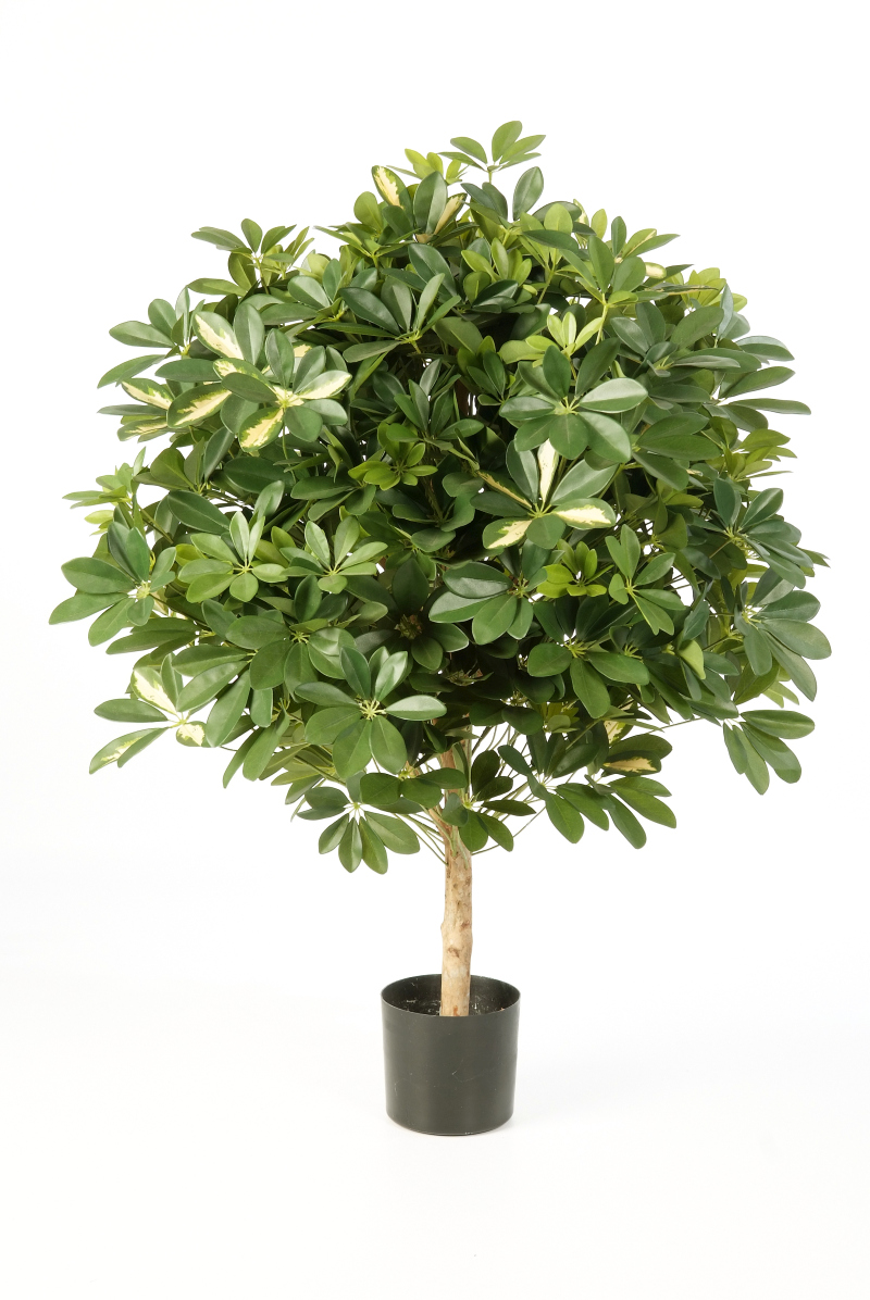 Variagated Groot Bol Schefflera H: 110 cm