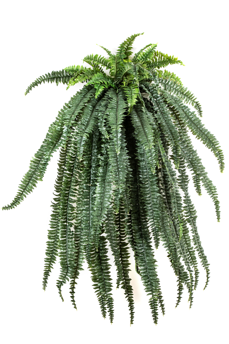 Variagated Hang Bush H: 150 cm