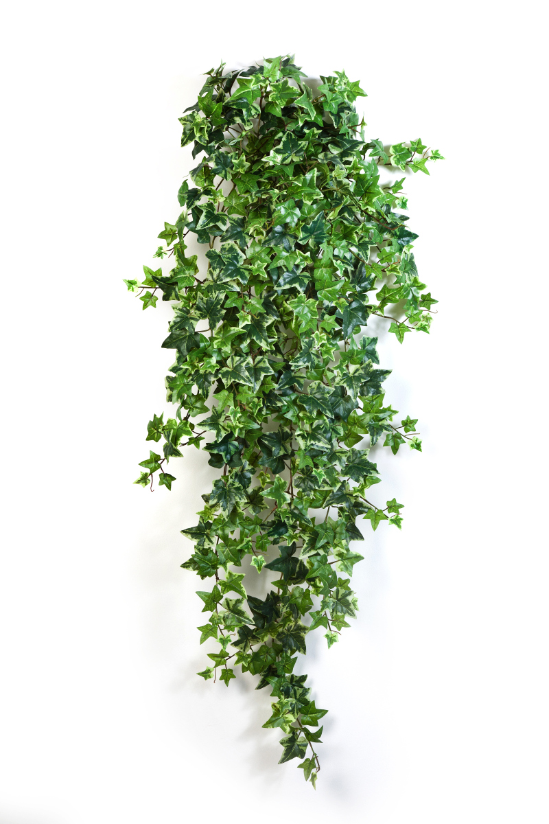 Variagated Klimop Hang Bush H: 110 cm