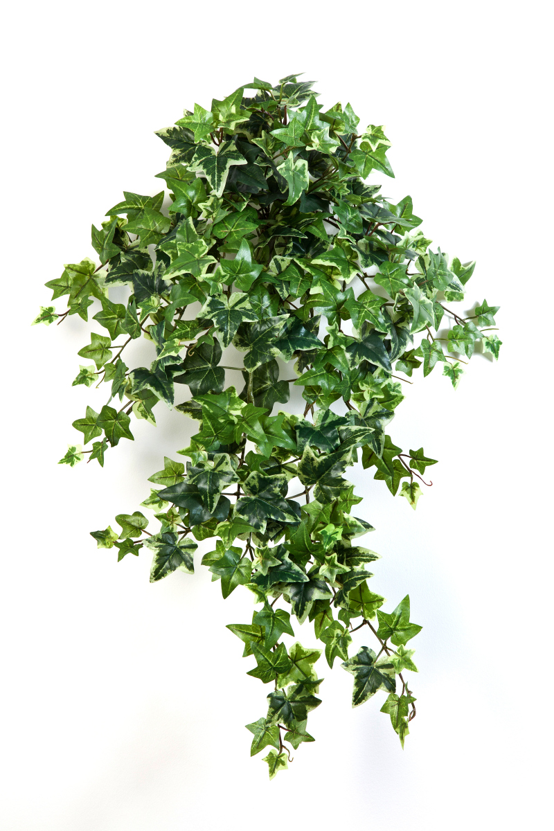 Variagated Klimop Hang Bush  H: 70 cm