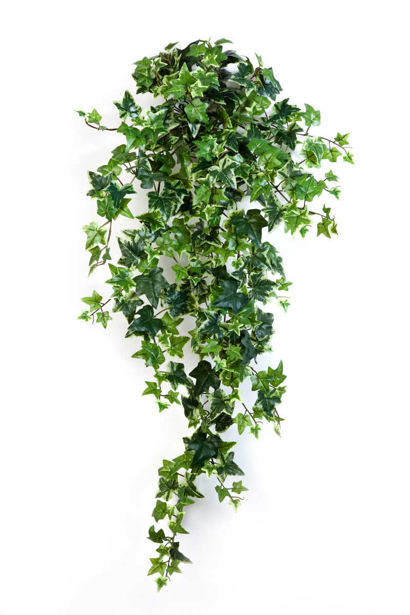 Variagated Klimop Hang Bush H: 90 cm