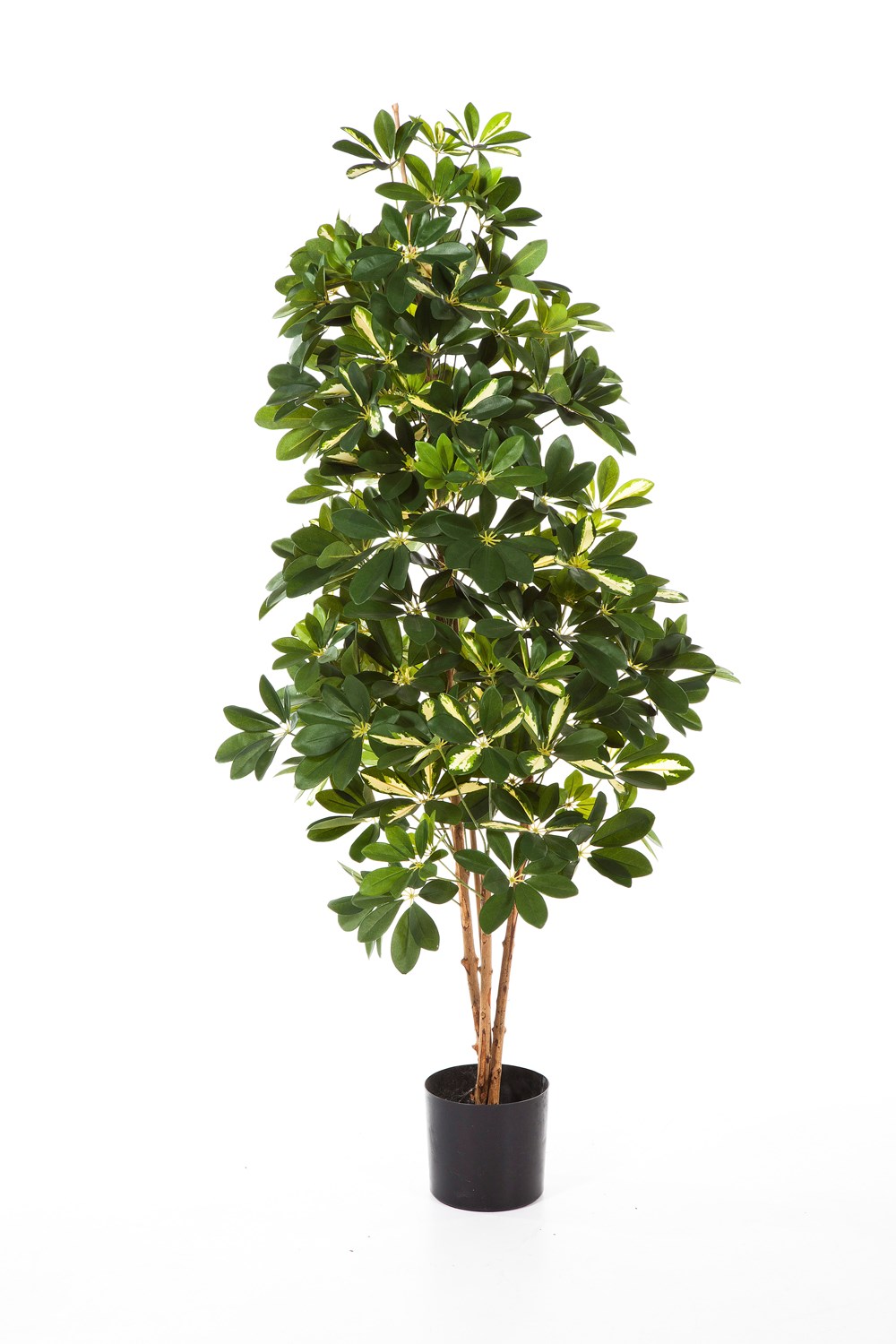 Variagated Natuurlijke Schefflera H: 110 cm