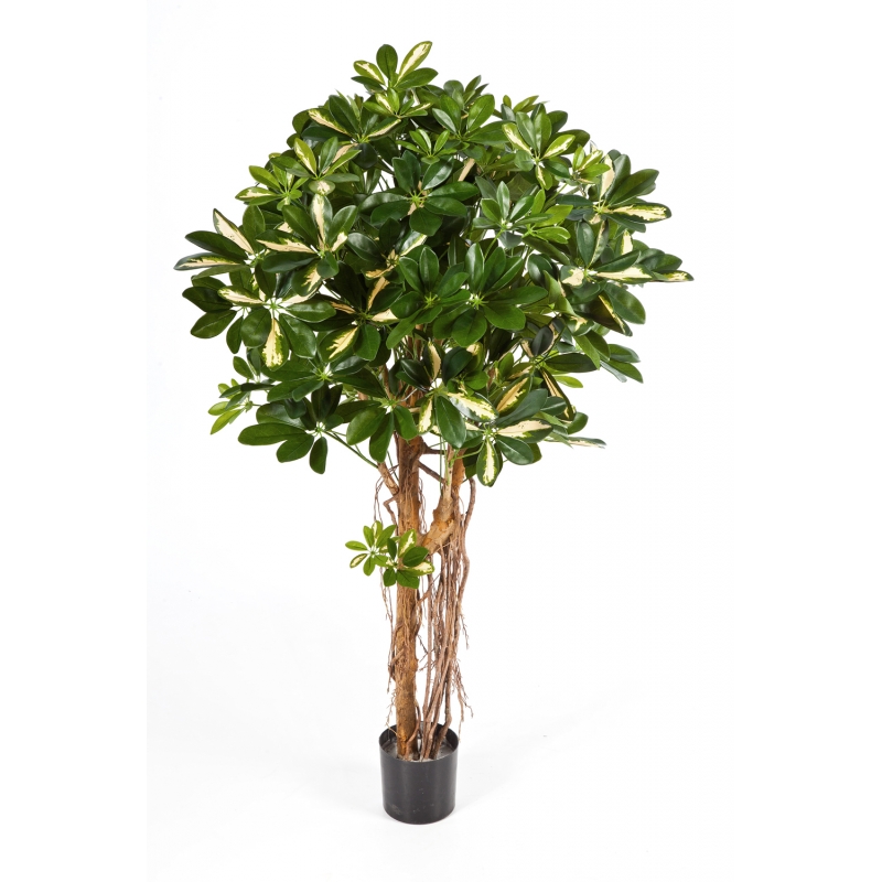 Variagated Natuurlijke Schefflera Umbrella H: 140 cm