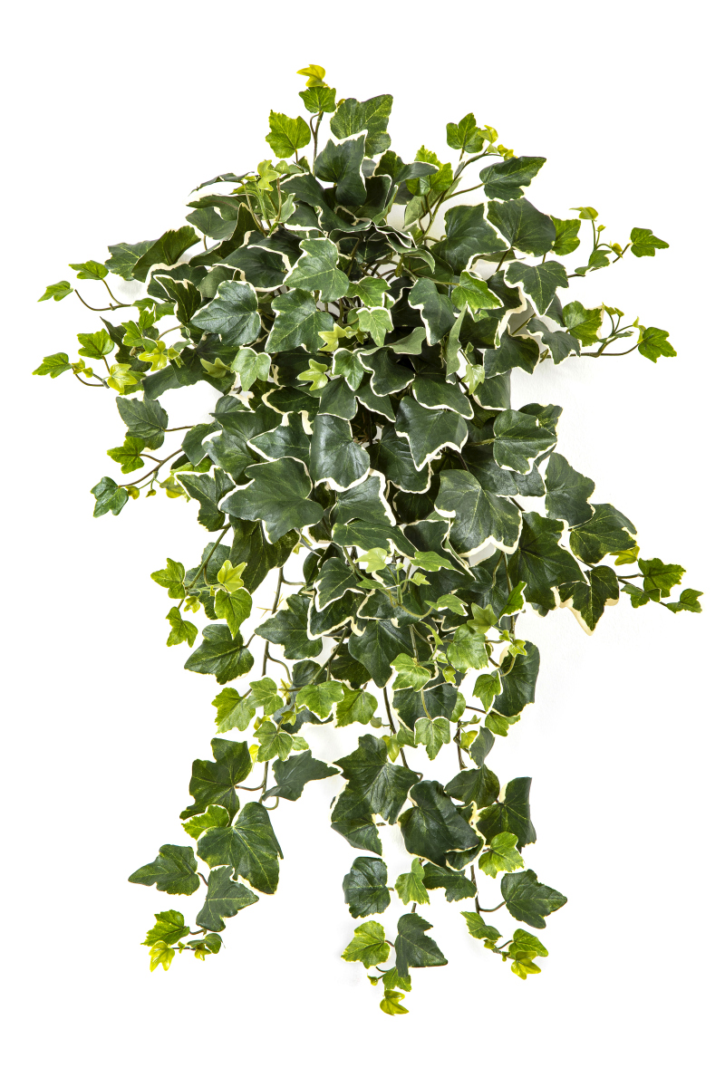 Variagatedklimop Hang Bush H: 65 cm