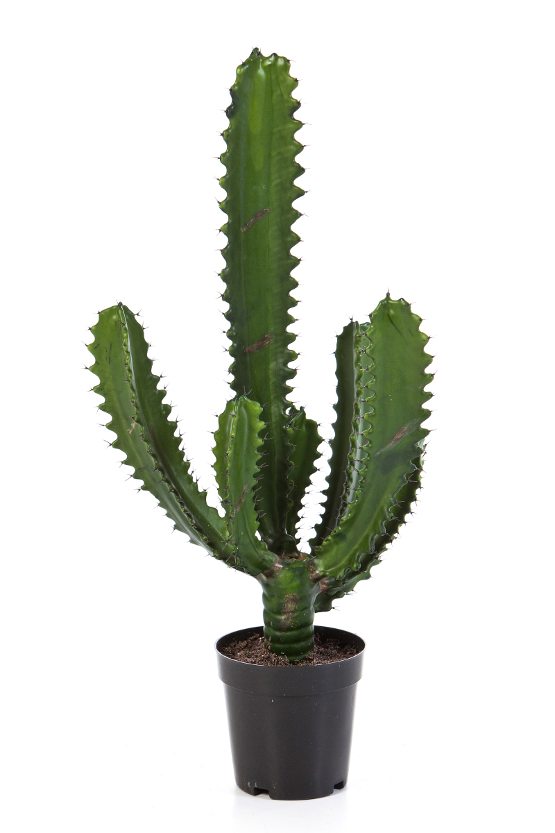 Vinger Cactus H: 61 cm