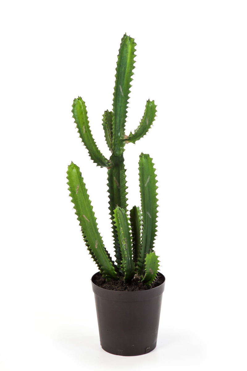 Vinger Cactus H: 98 cm