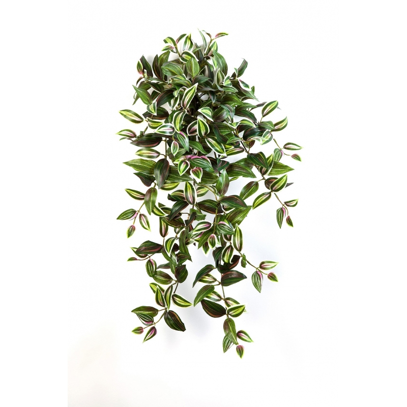 Wandering Jew Hang Bush H: 70 cm