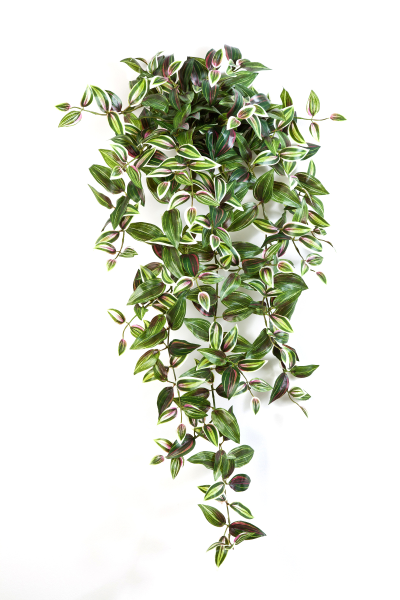 Wandering Jew Hang Bush H: 95 cm