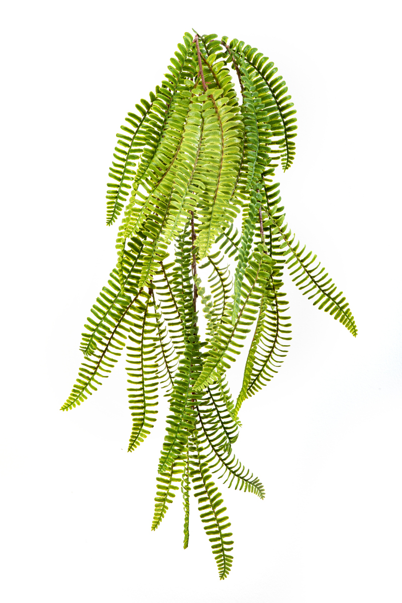 Wild Boston Variagated Hang Bush H: 60 cm