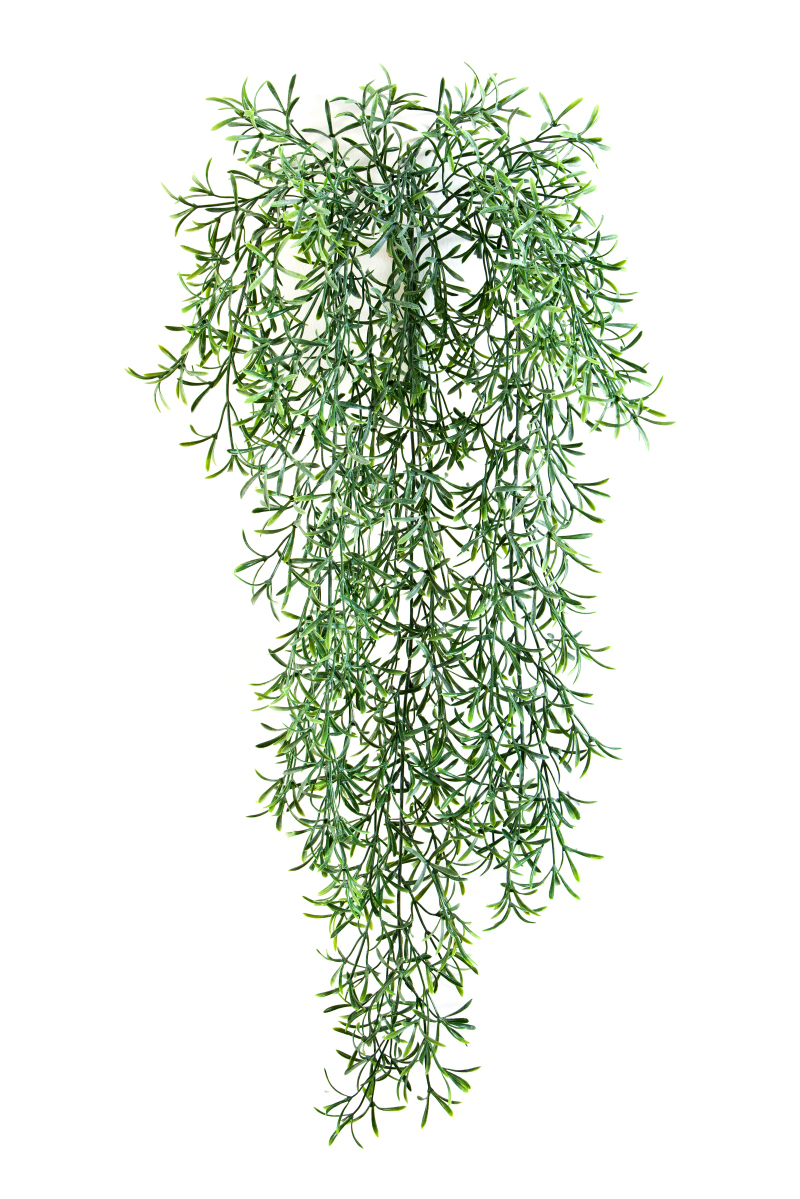 Wild Springeri Hang Bush H: 70 cm