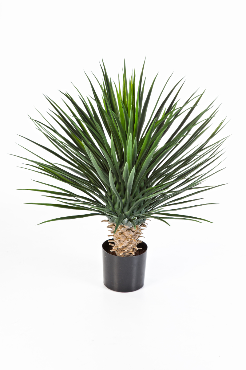 Yucca Rostrata  H: 80 cm