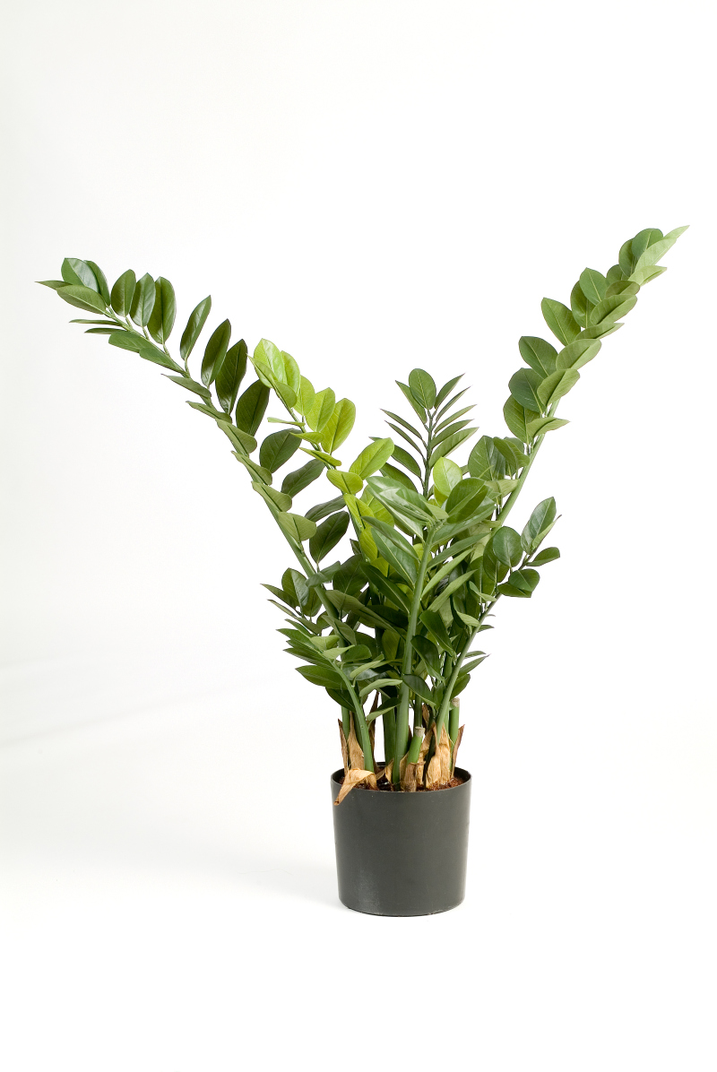 Zamioculcas H: 90 cm